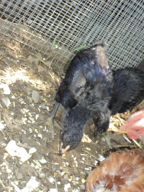 Trip (Short for Triplet - 3rd chick to hatch) I think this is a roo