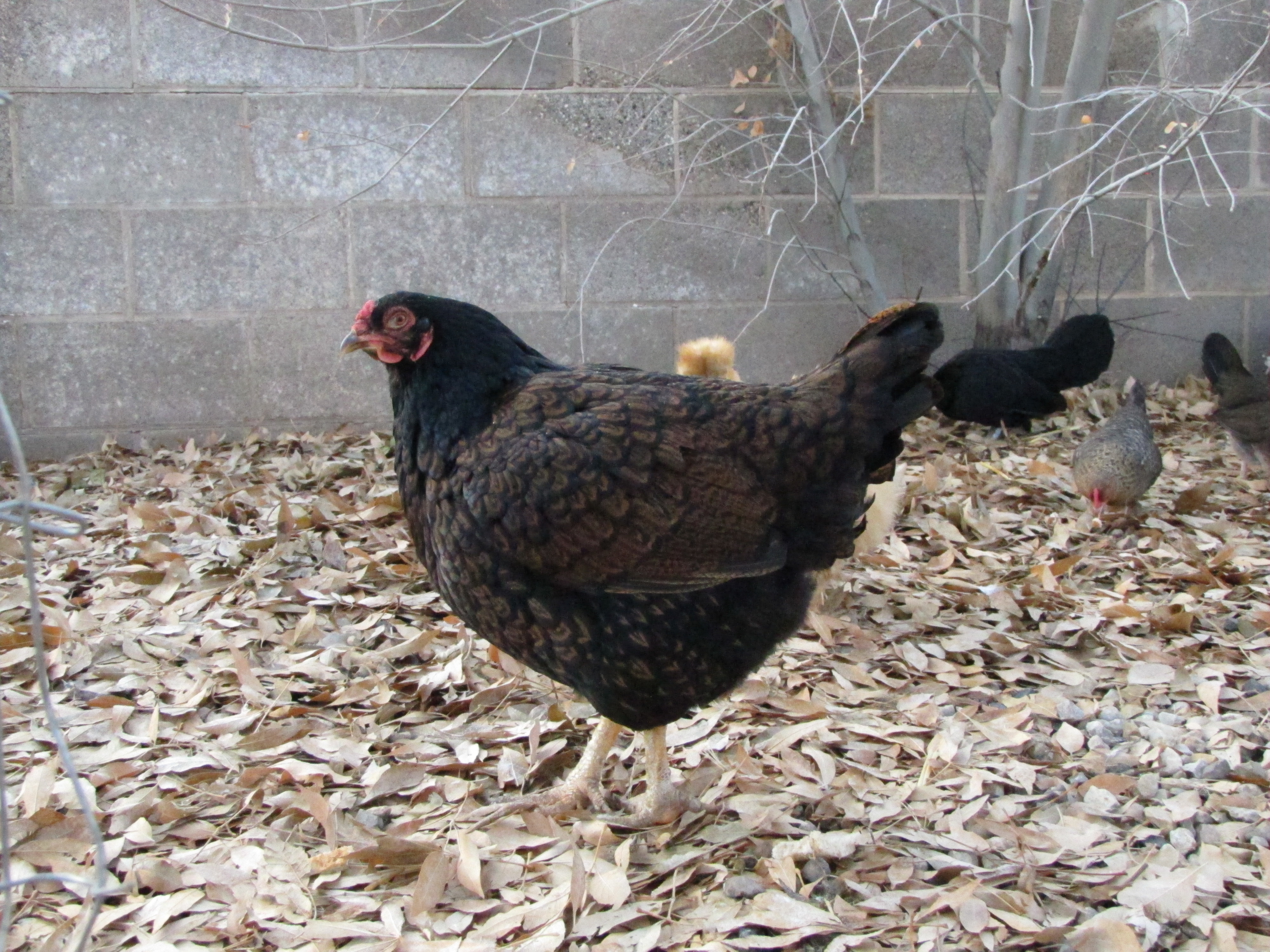 Triple Laced Cornish