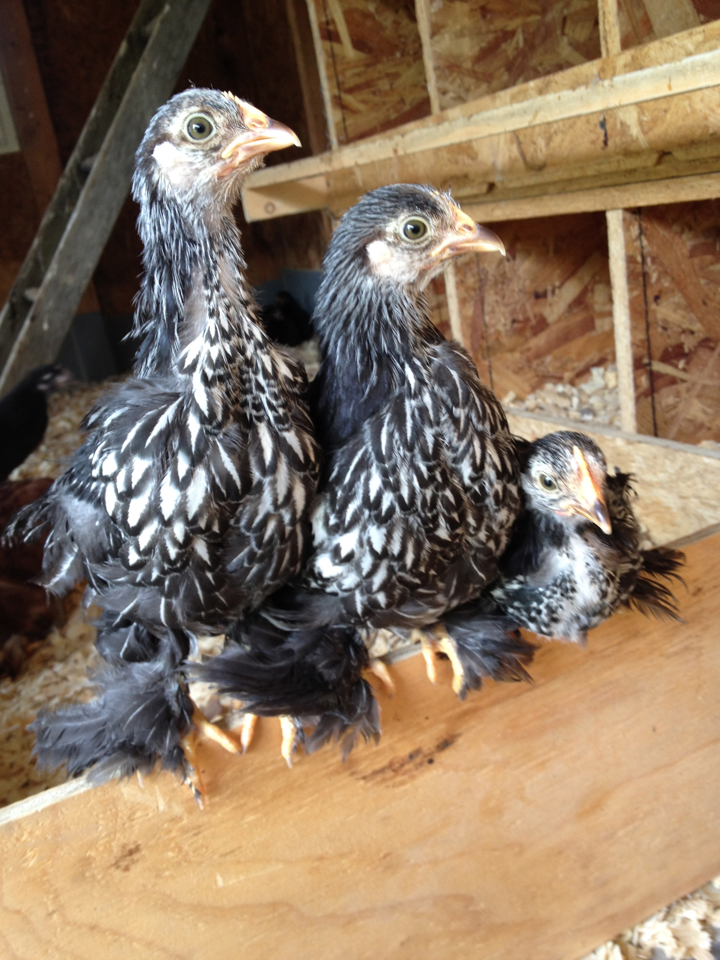 Triple Trouble! Our trio of Bantam Silver Laced Cochins are ornery as can be. Super sweet but always into trouble and always together. These little bandits remind me of Donald Duck's nephews. :)