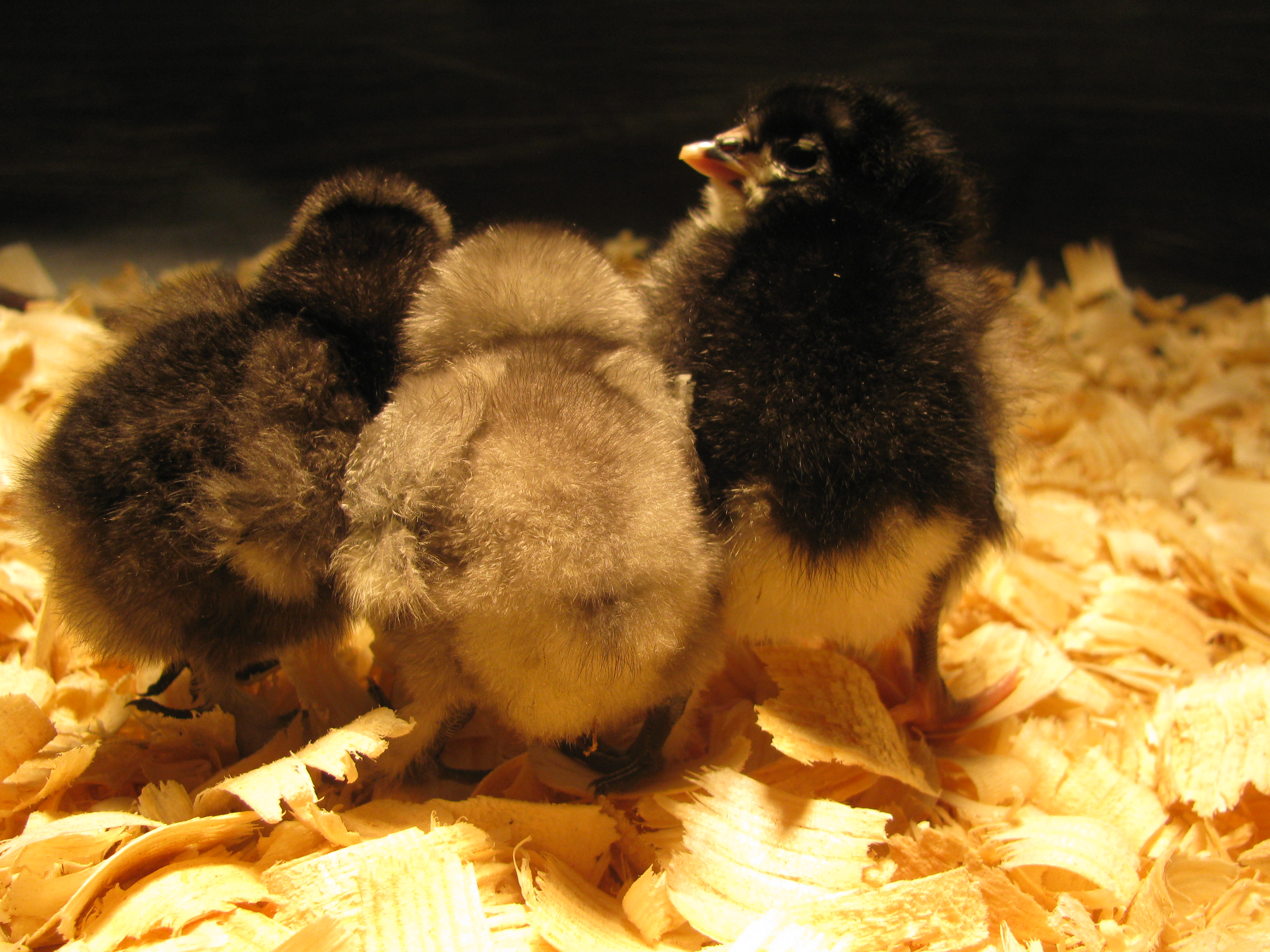Tripple "B" shot, Too cute!  From left to right Willma, Gracie, and Audrey