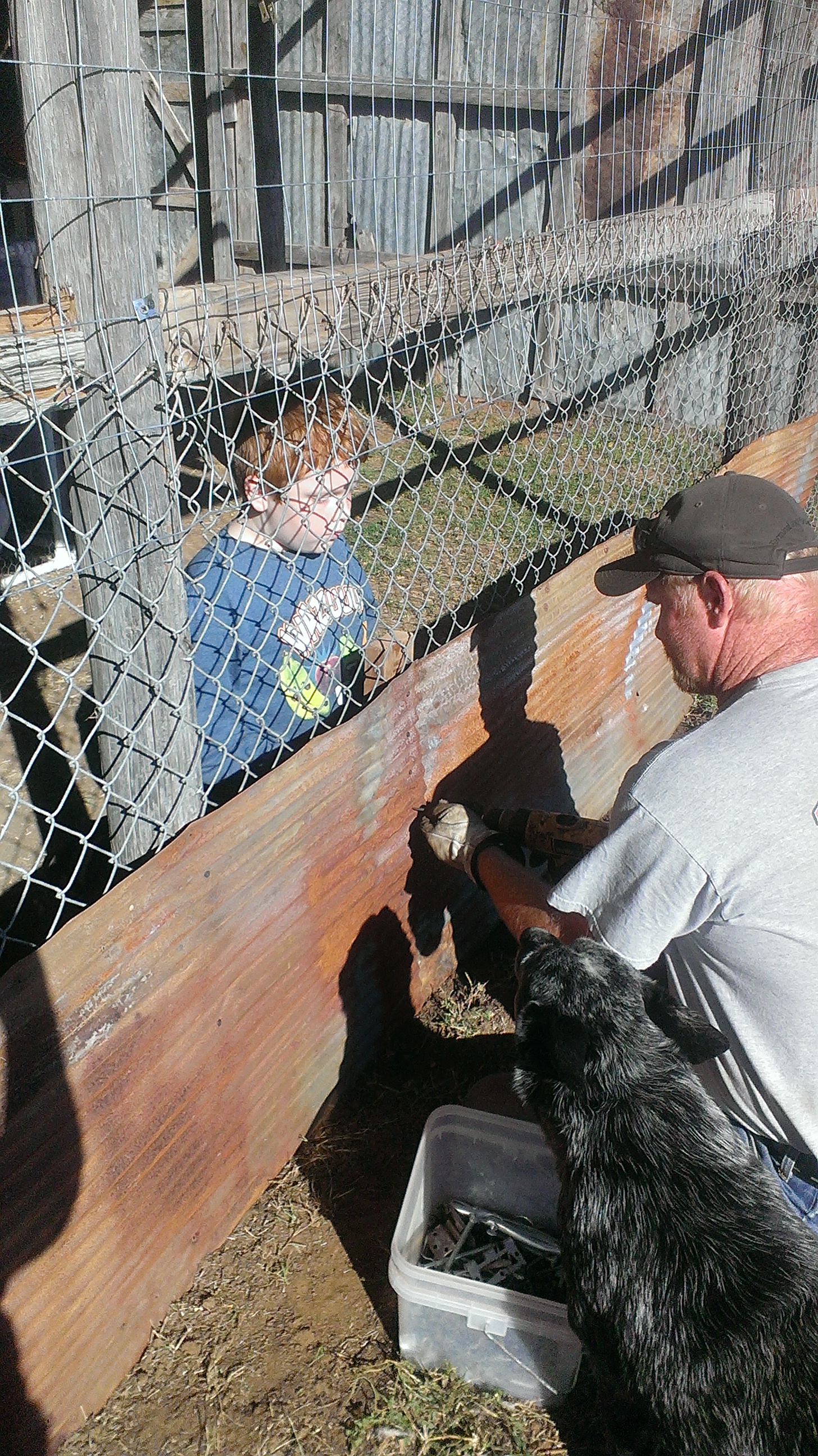 Tris helping DH with the Chicken Barn.