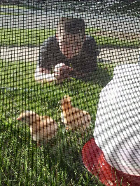 Tristan and the chicks at 1 week--Production Reds