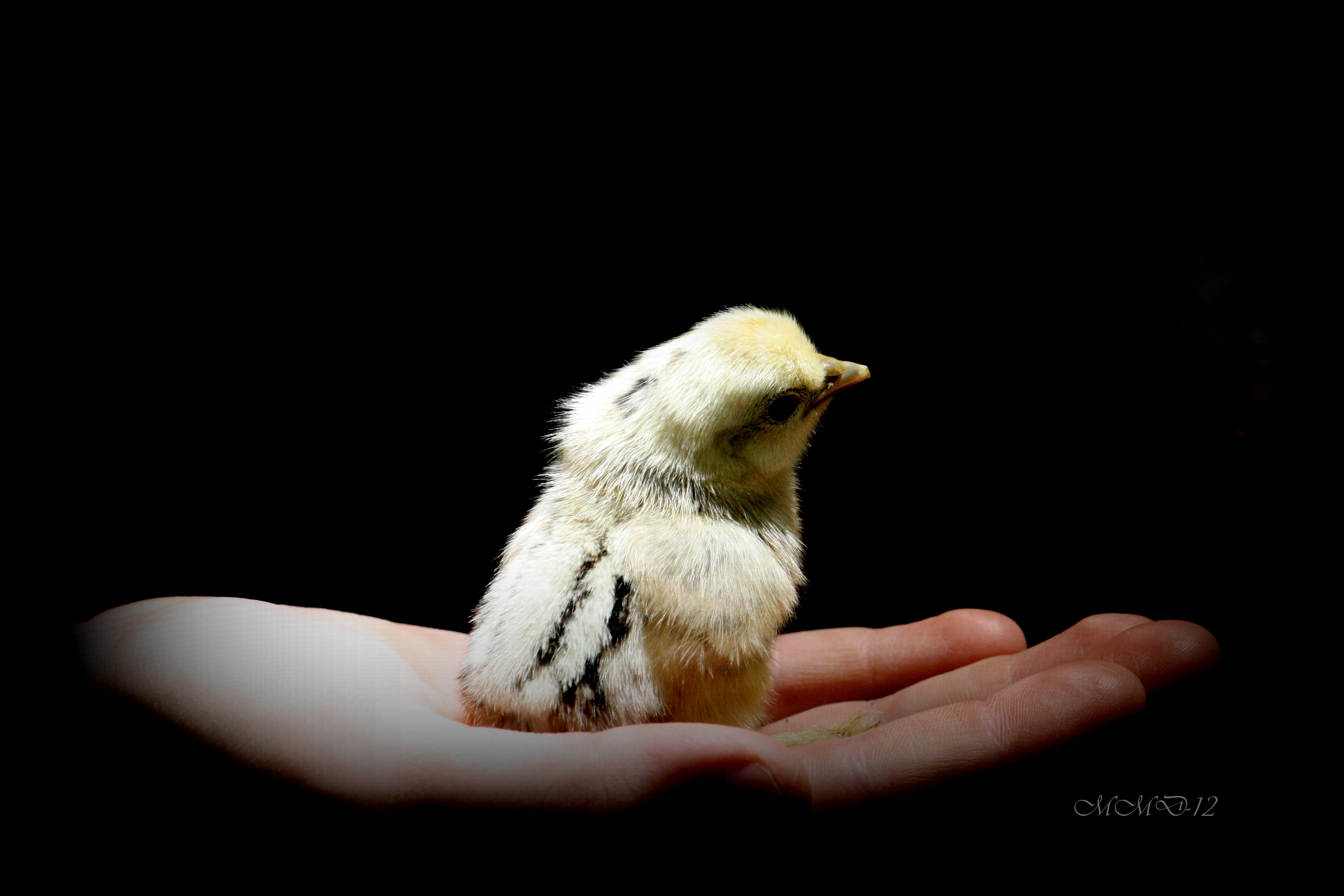 Tristar, a gorgeous Silkie mix chick.