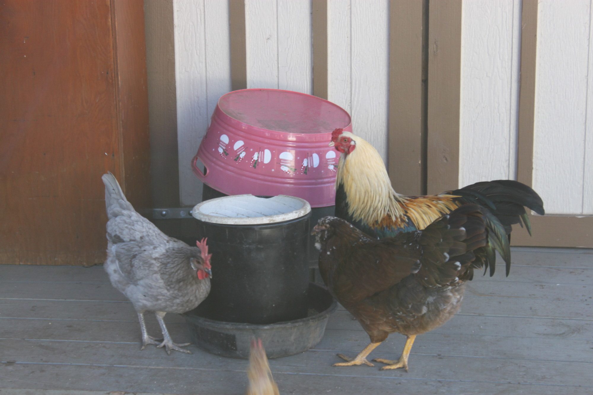 Trooper Glimmer and Dyno!