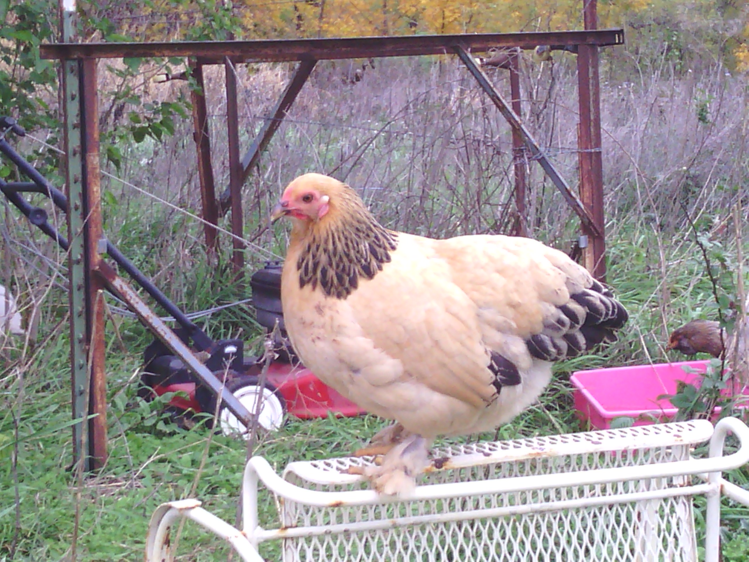 Trouble my beautiful brahma bantam