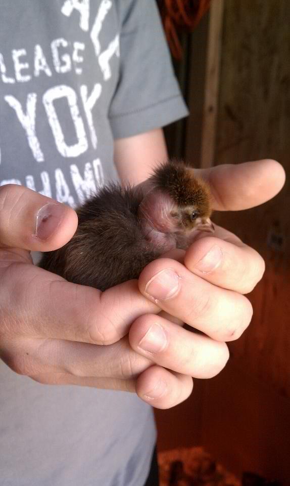 Trudy our Turken pullet as a day old chick. :)