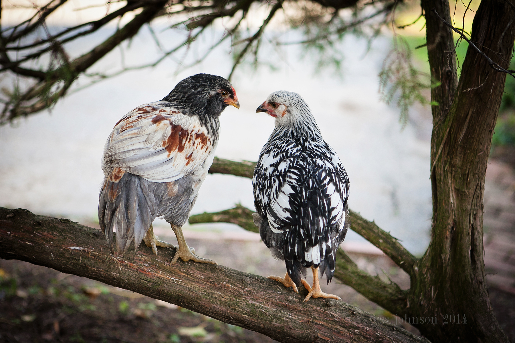 True love

We just figured out the Owlie is in fact a rooster, and you can see he has found his true love in Sally, our Silver Laced Wyandotte.