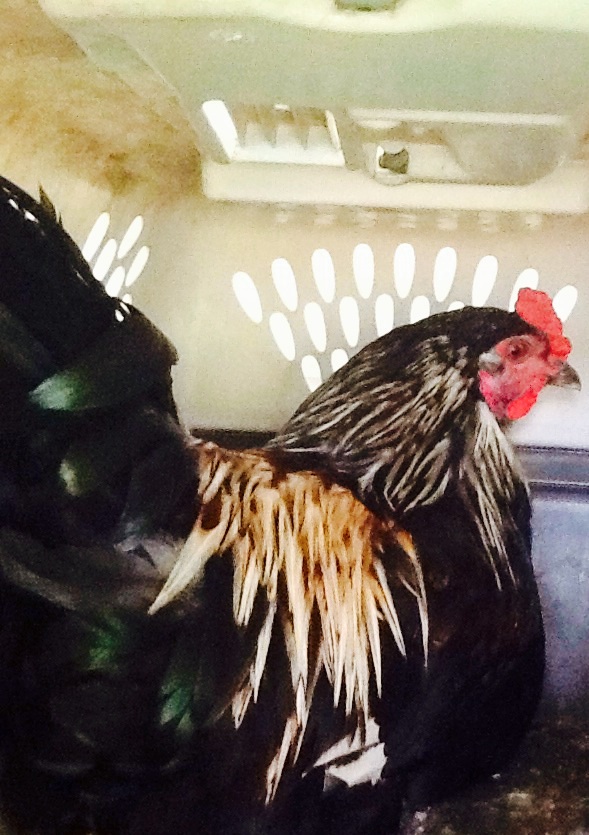 Truffles (1/3 Lakenvelder, 2/3 Easter Egger)