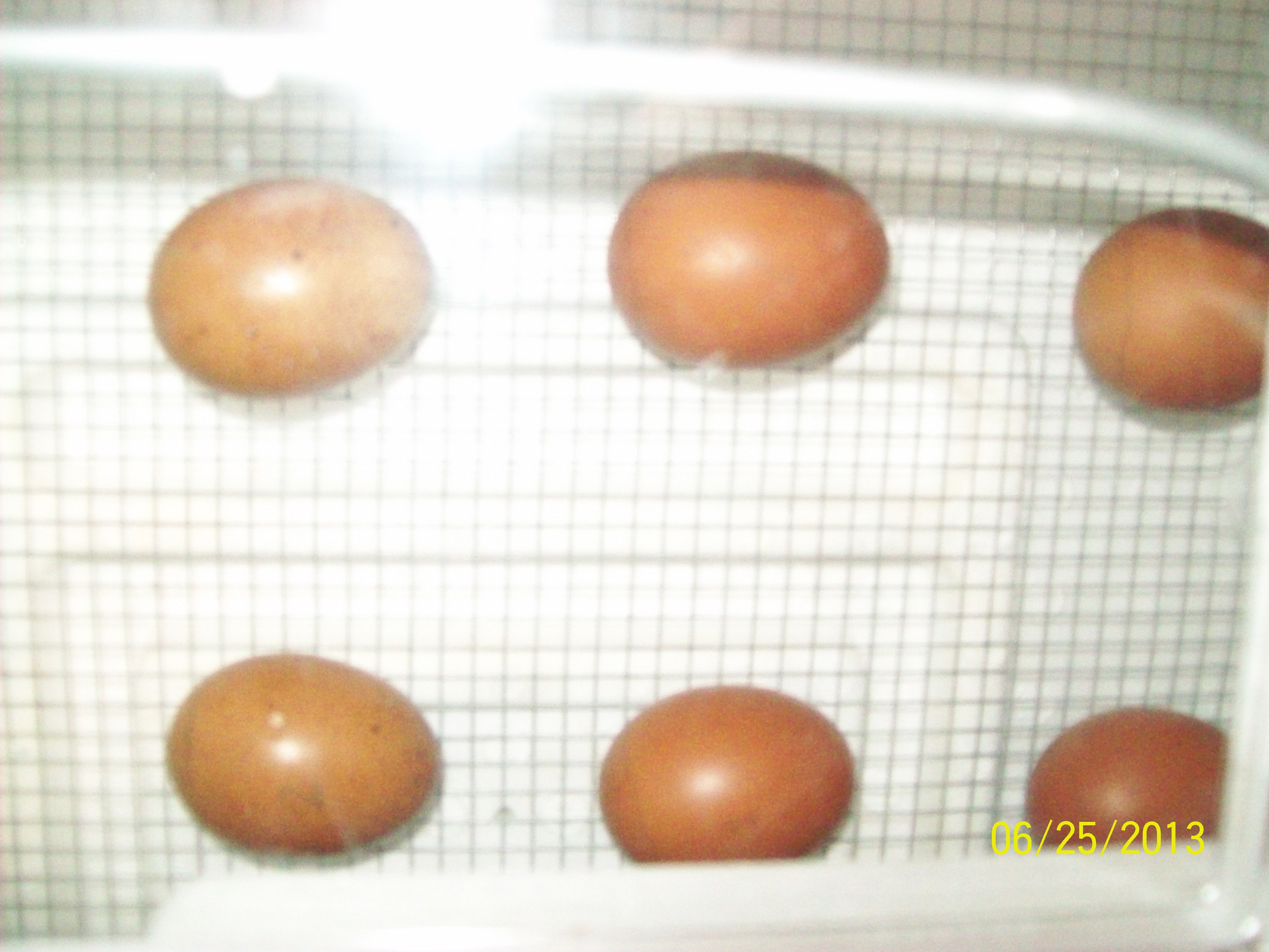 Trying not to count chickens before they hatch...but am very excited of the prospect!!
Going to make the brooder. Even if I am not skilled/lucky enough to be graced with  chicks this time..well, there is always a 'next' and will need a brooder then!