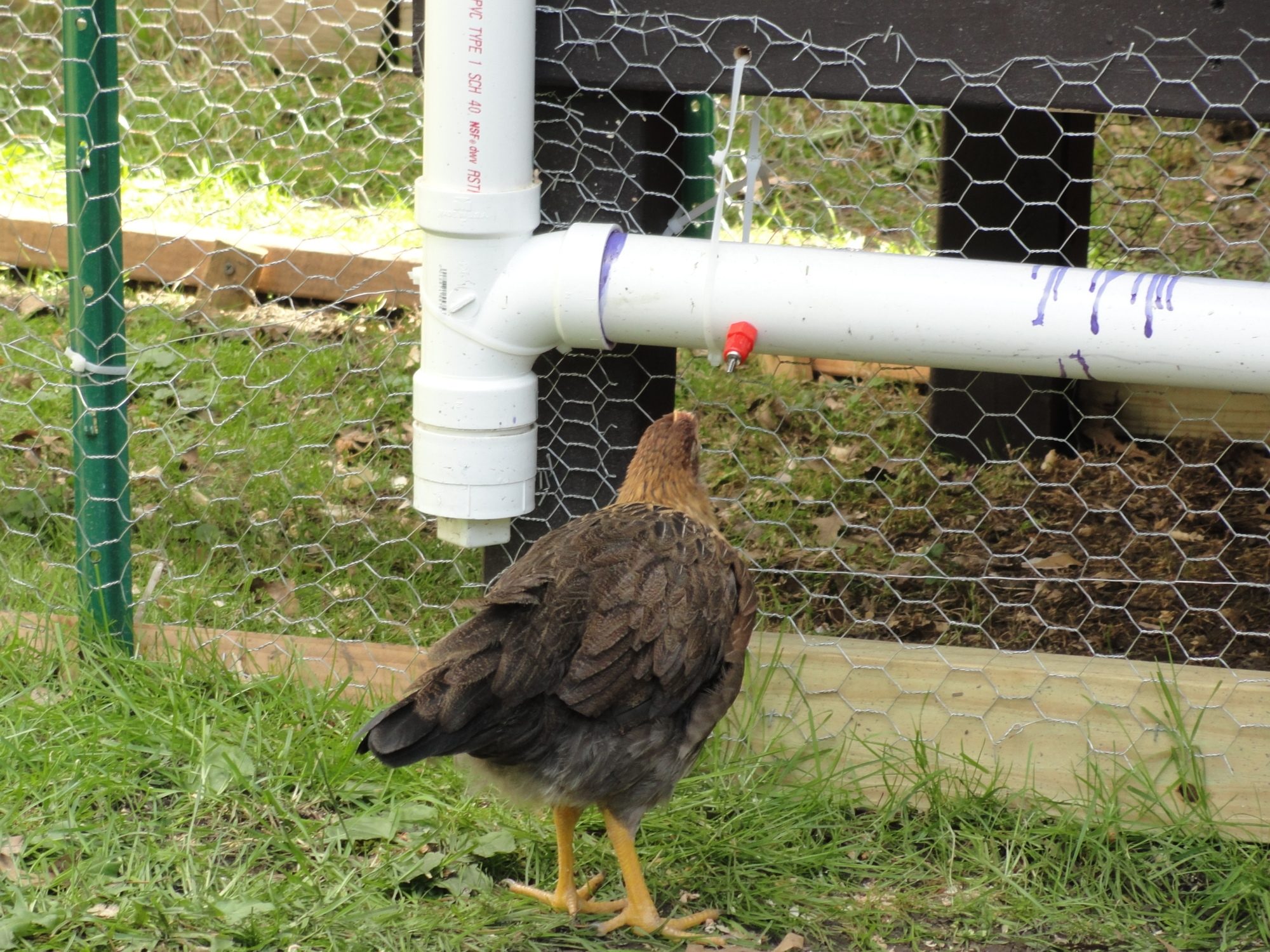 Trying out the new waterer