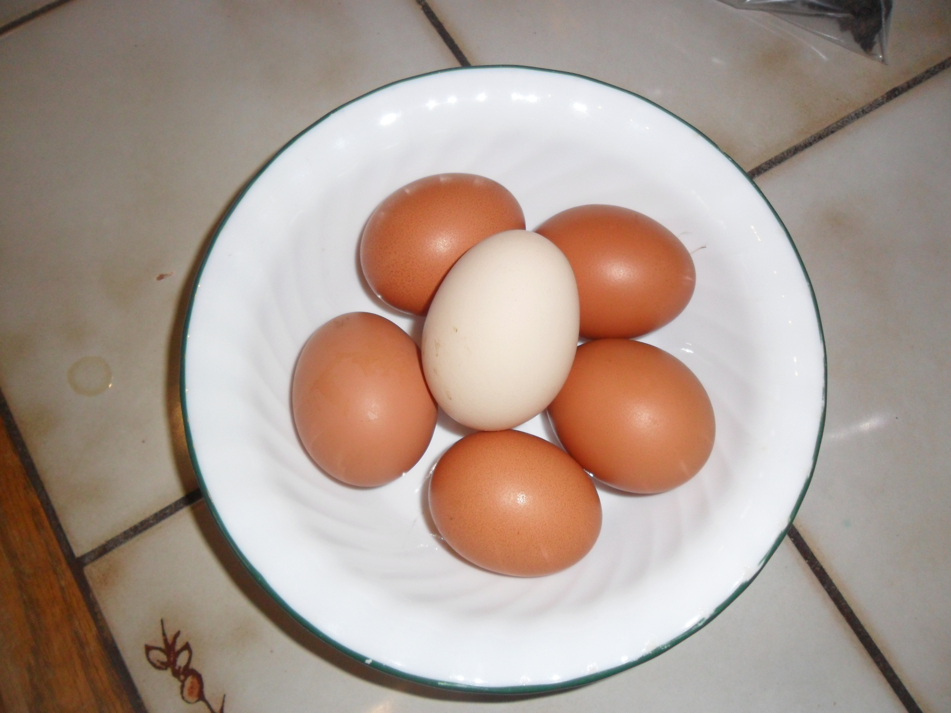 Trying to figure out just "who" laid the white egg!  It's a whopper though!