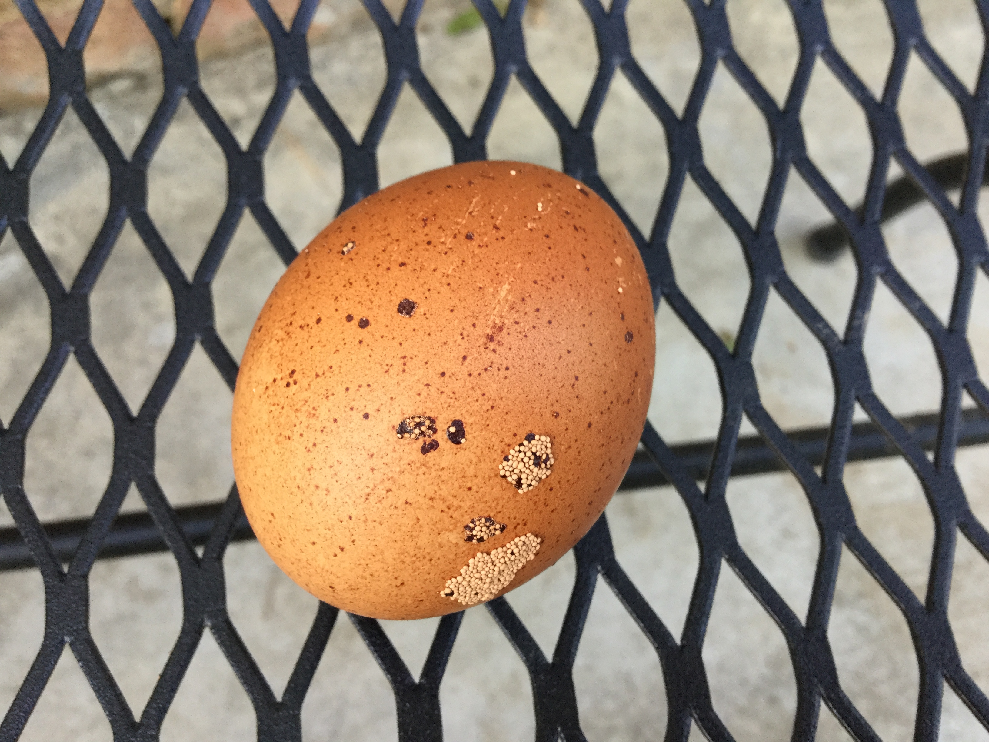 Trying to figure out what is going on with this hen.