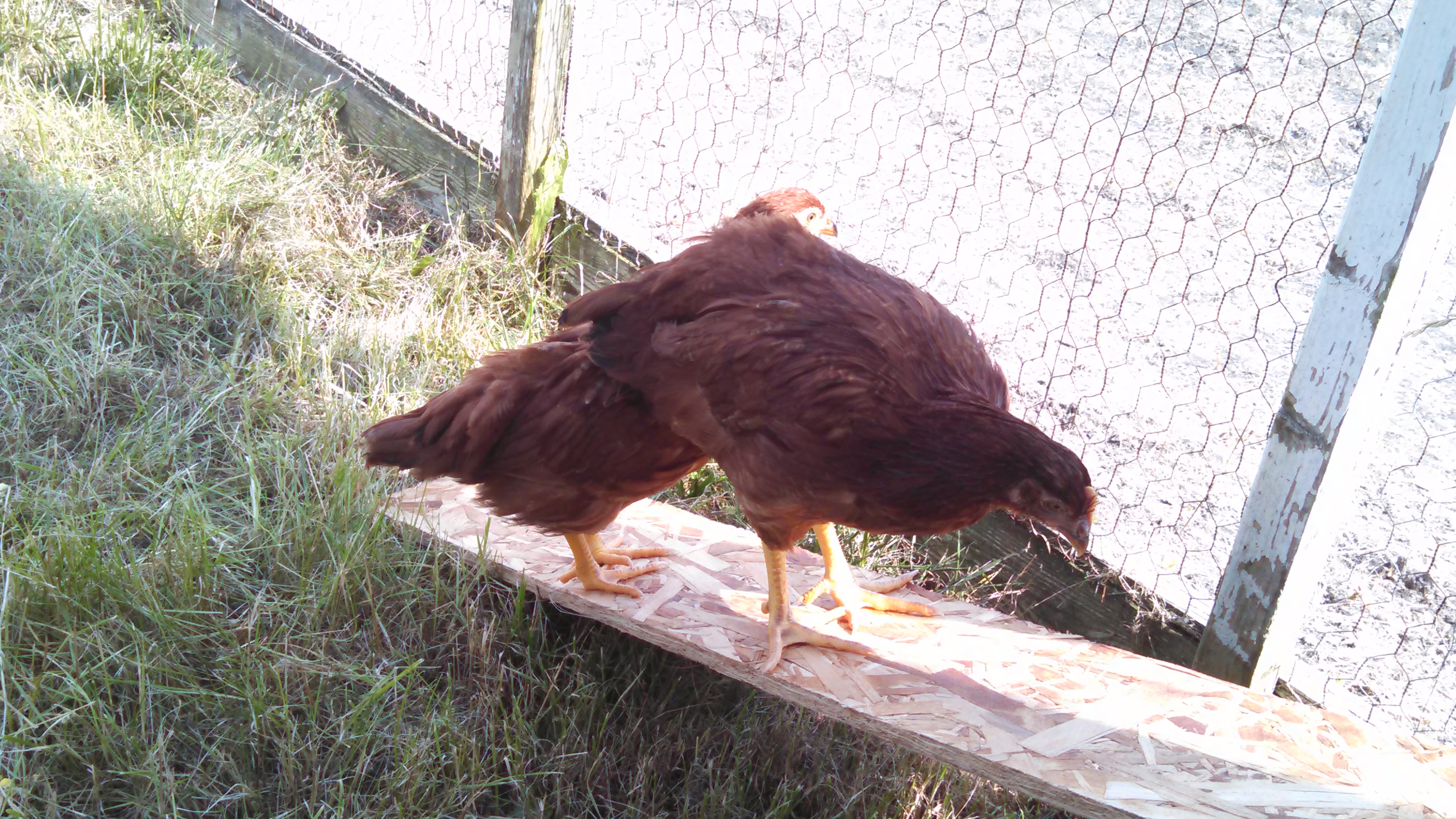 Trying to learn how to walk up the ramp to the coop. A new ramp has since replaced this one