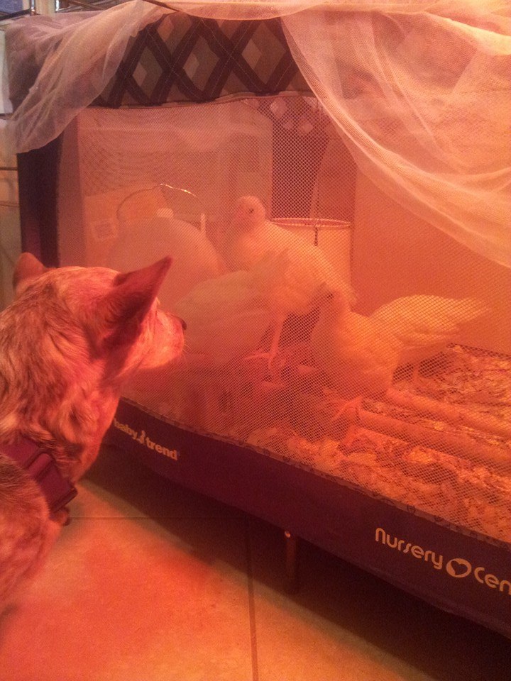 Trying to see eye to eye