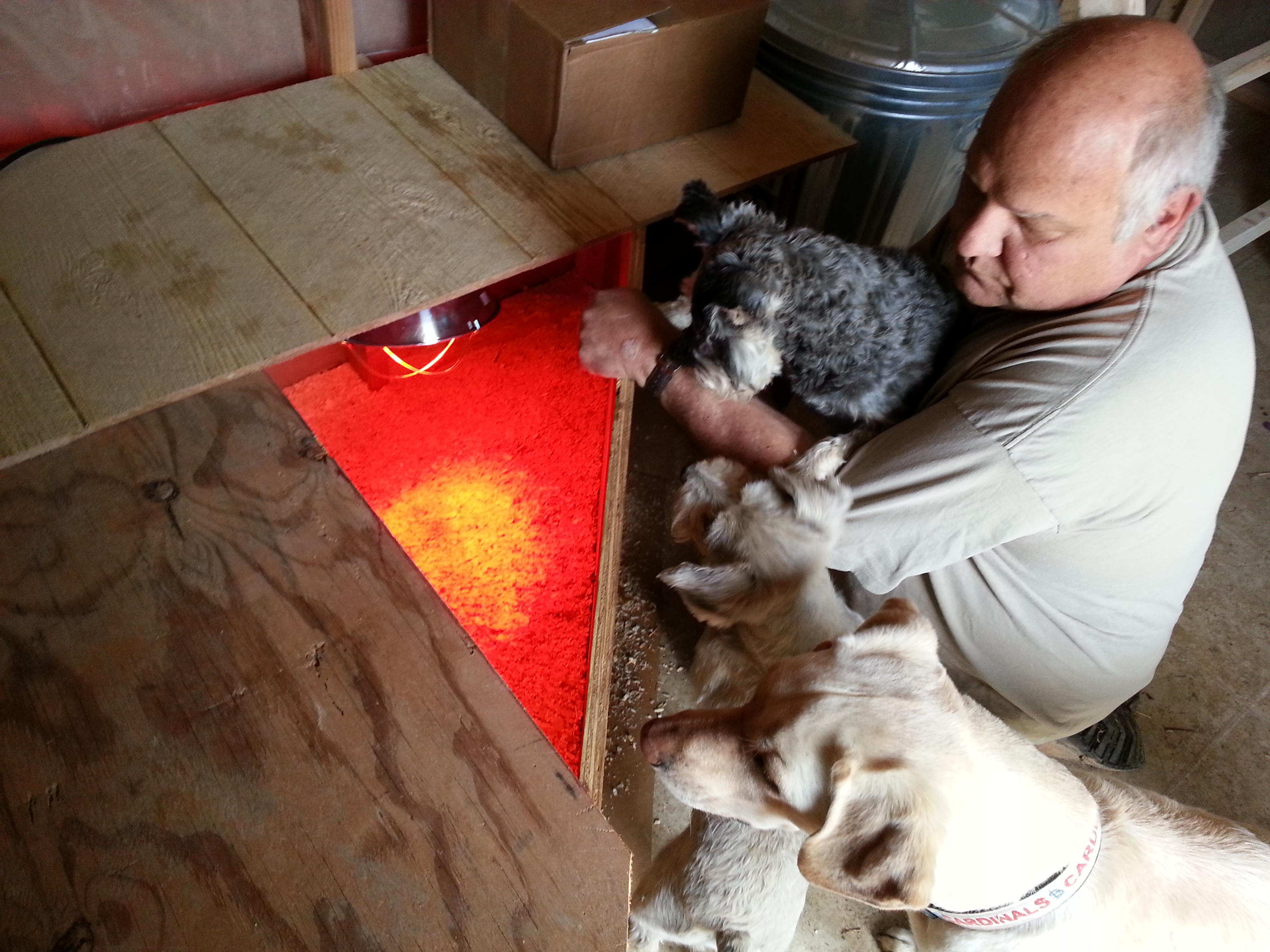 Trying to show my dogs the chicks so they will be use to them as they grow and not want to harm them.