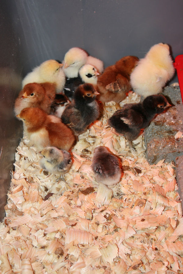 TSC 2013 production reds, light brahmas and assorted bantams