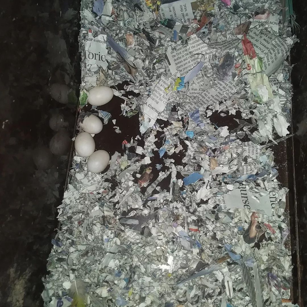 Tsunami and Batburd eggs Dec 28 20201.jpeg