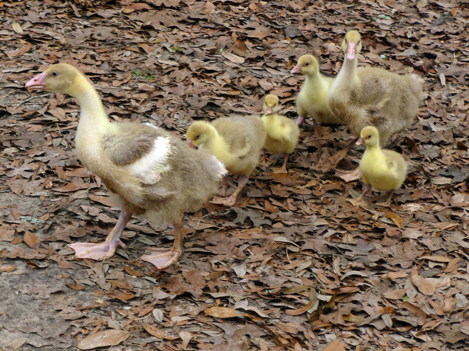 Tucker and Caboose leading the younger goslings, Donut, Church, Shaazam, and Bazinga.