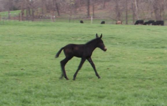 Tucker at 3 days old