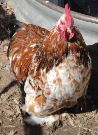 Tuffy, Fall 2011 hatch