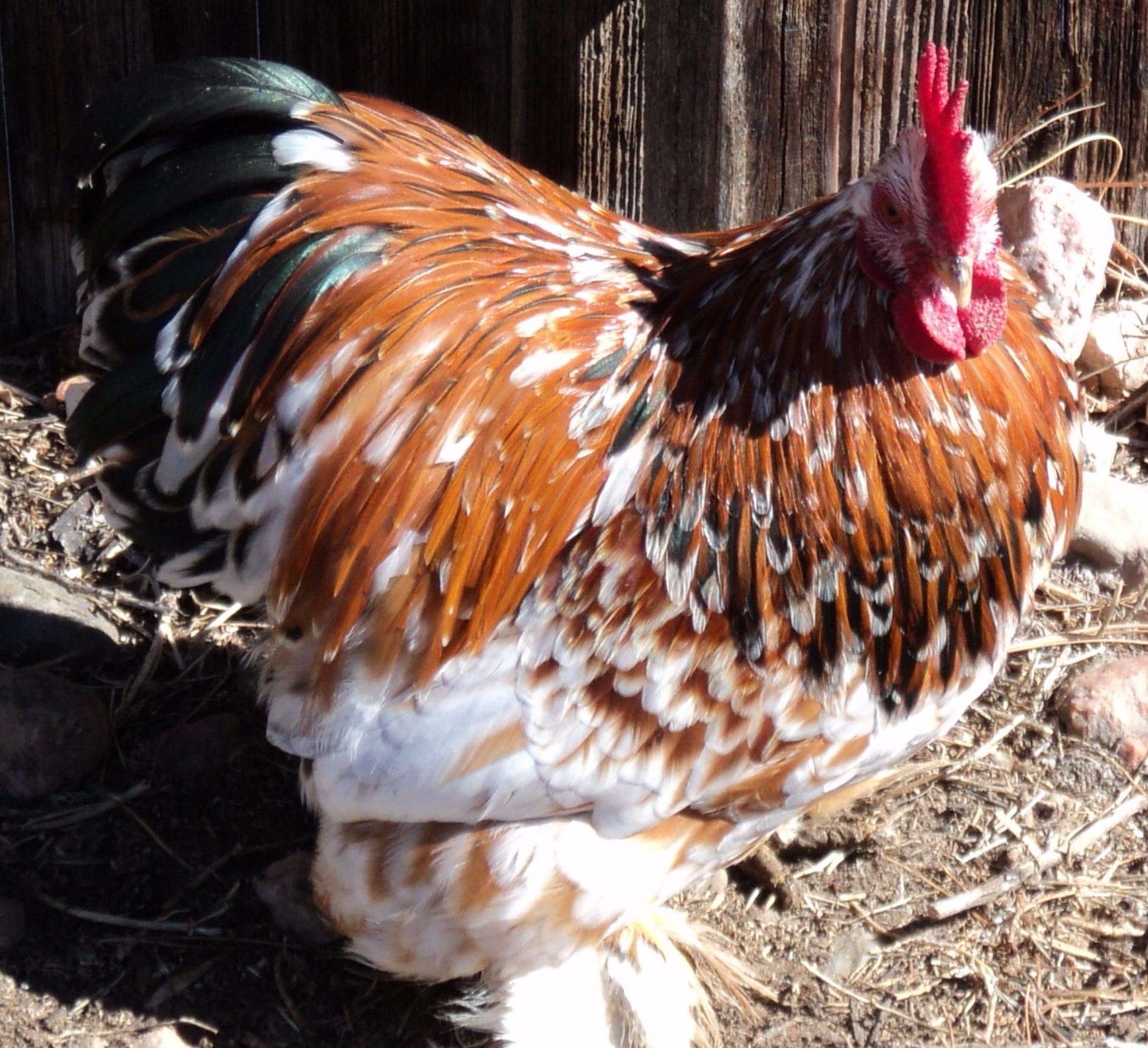 Tuffy, Fall 2011 hatch