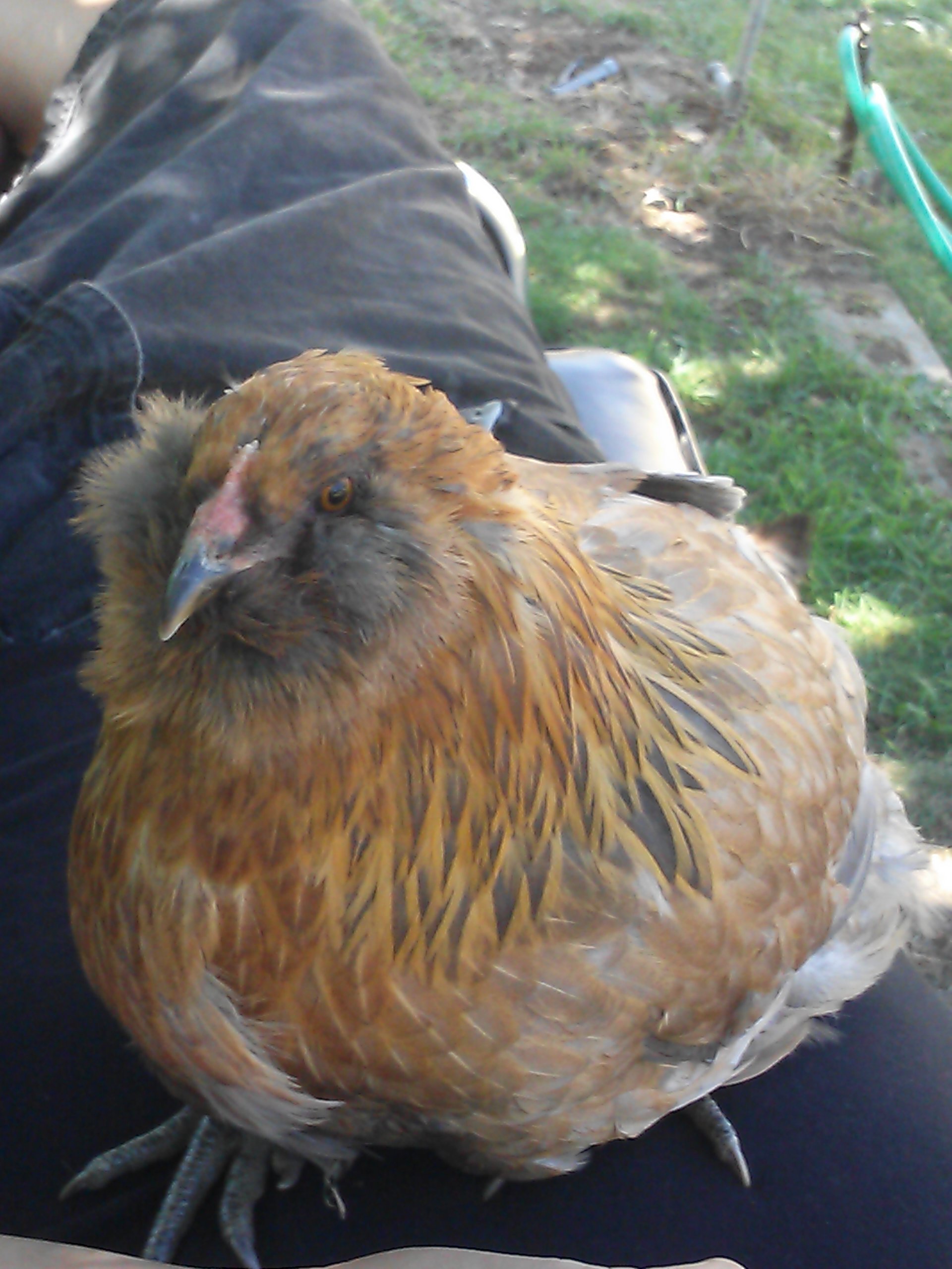 Tuffy was our family pet, she would sit in our laps and cuddle <3