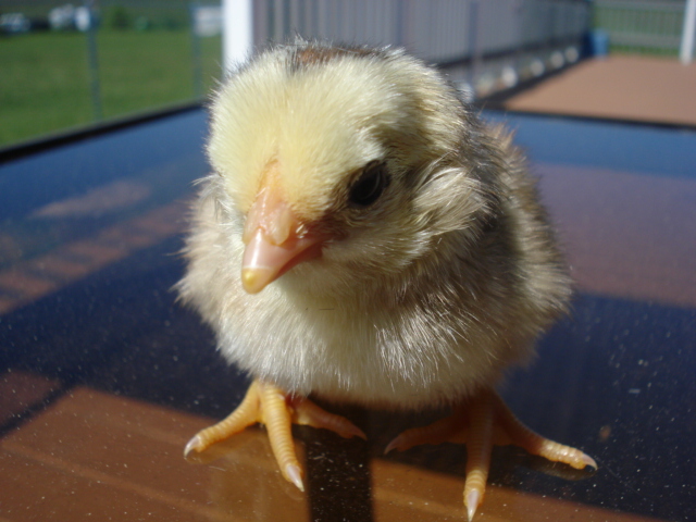 Tufted chick