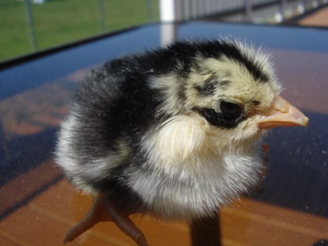 Tufted chick