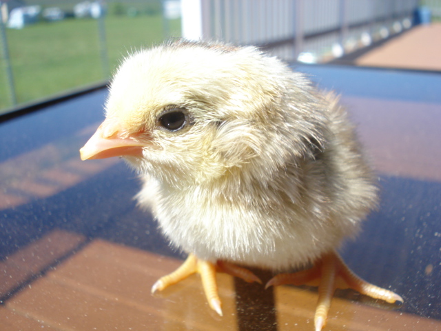Tufted chick