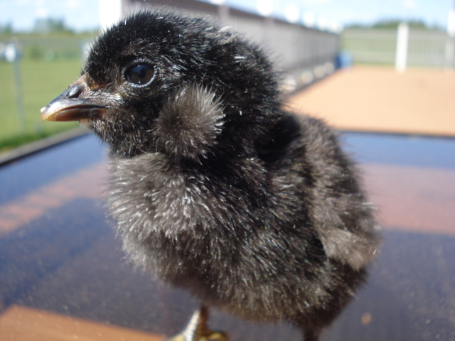Tufted chick