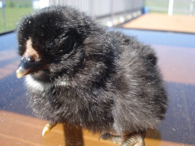 Tufted chick