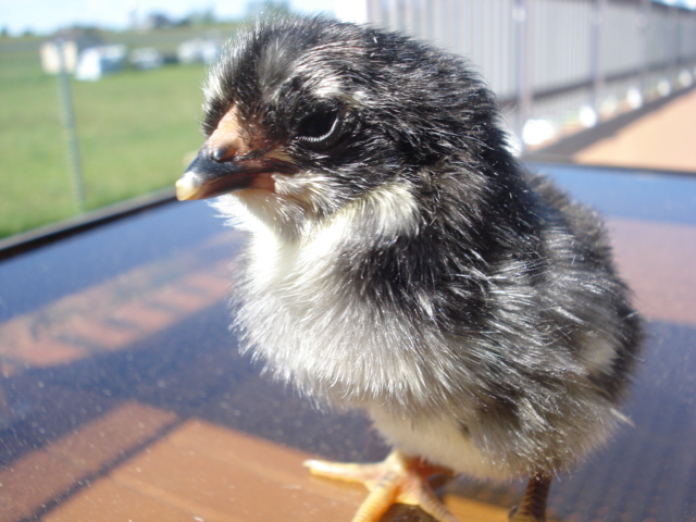 Tufted chick