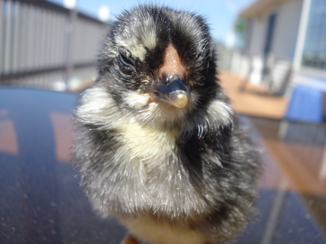 Tufted chick