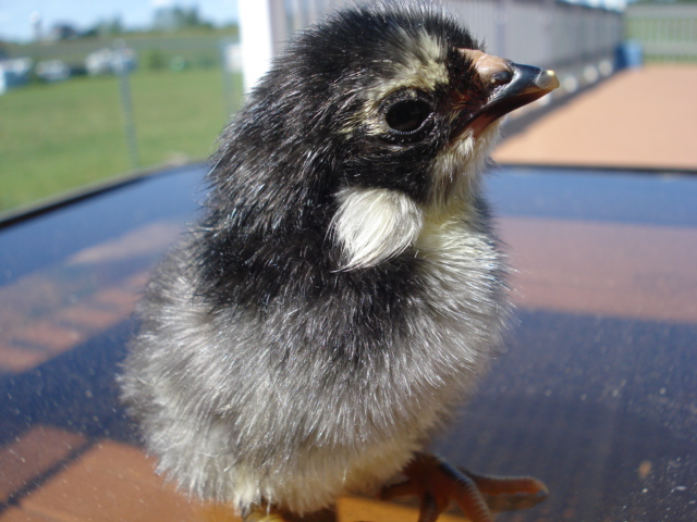 Tufted chick