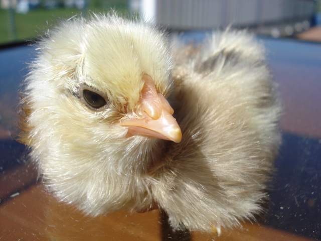 Tufted chick