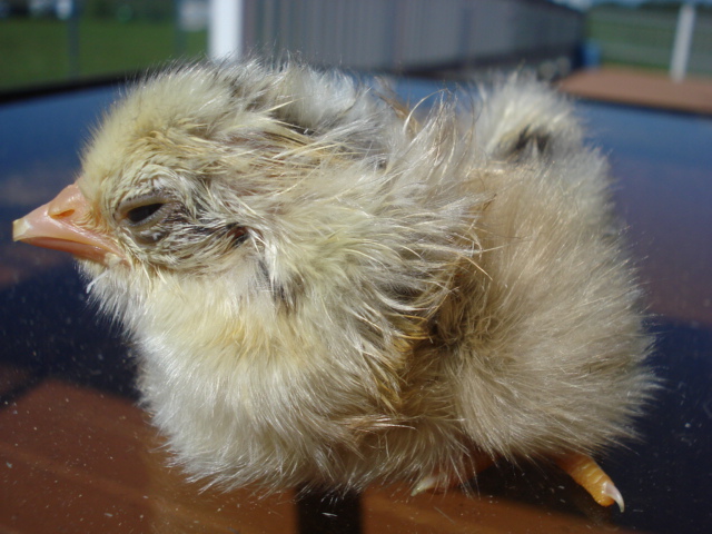 Tufted chick
