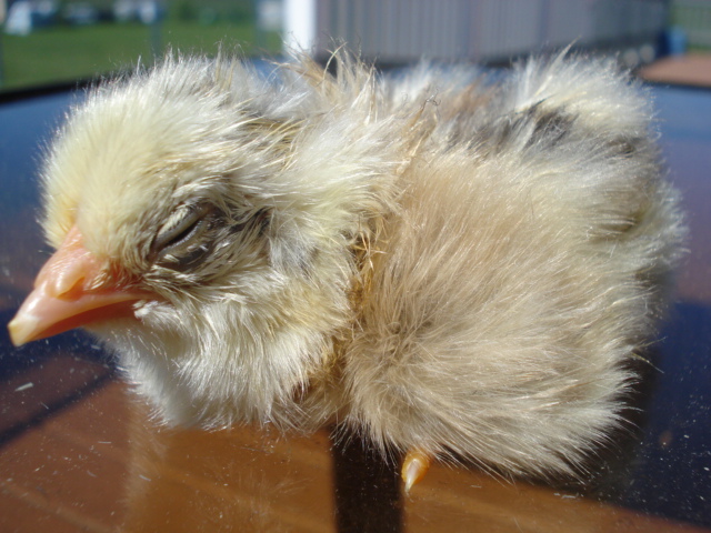 Tufted chick