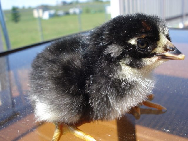 Tufted chick