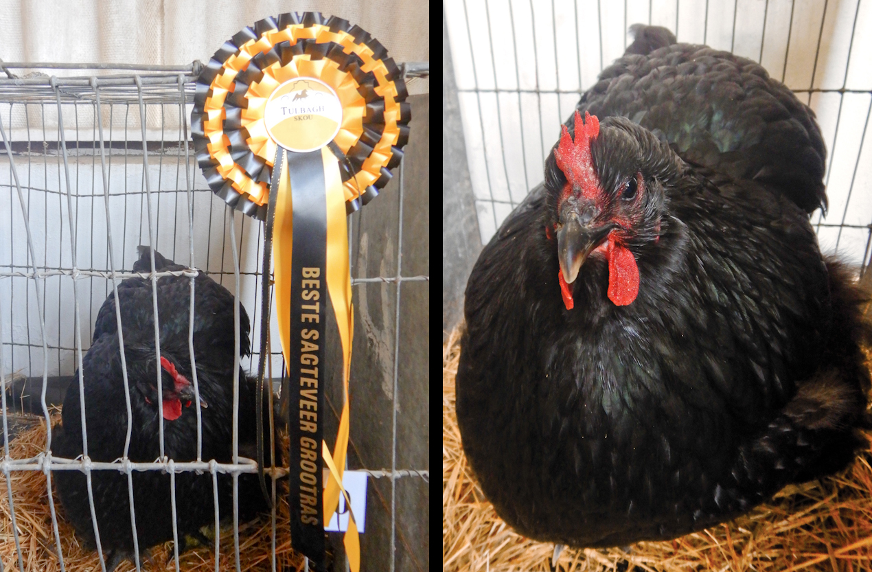 Tulbagh Show 2024 pic08.jpg