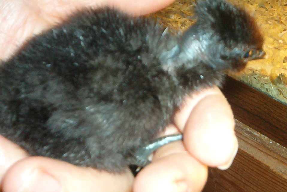 tulepchick1.JPG

The latest addition. According to Kev, it's probably a pullet.