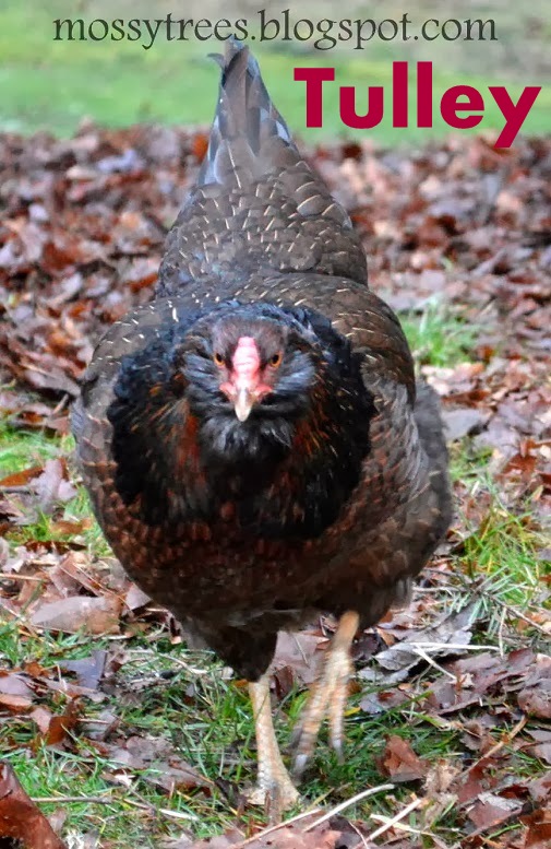 Tulley is susspected to be a cross of easter egger hen and welsumner roo
she lays a silky smooth small beige egg. hatch april 2013