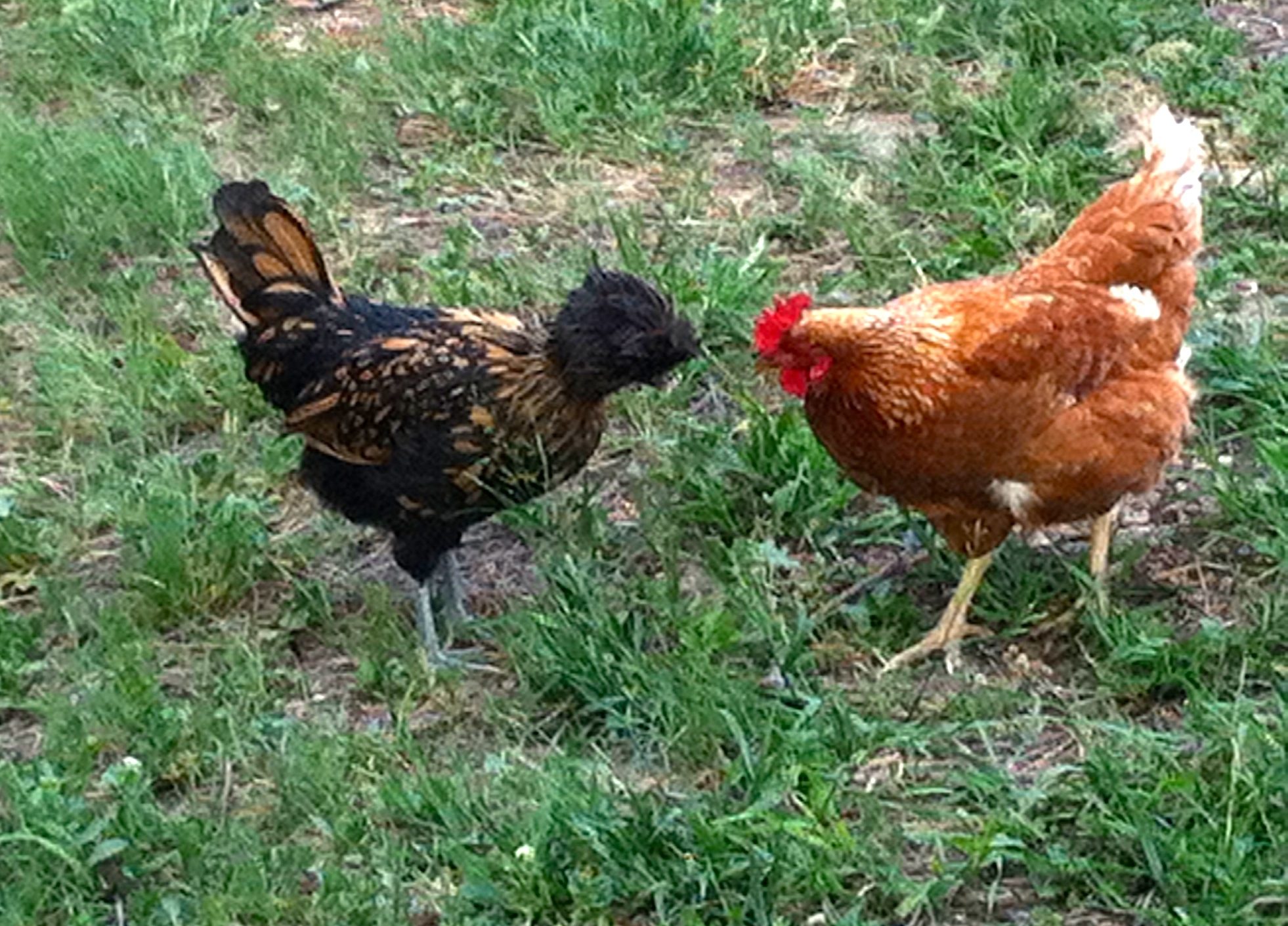 "Tumbleweed" is a hen and is now named "Tiara"