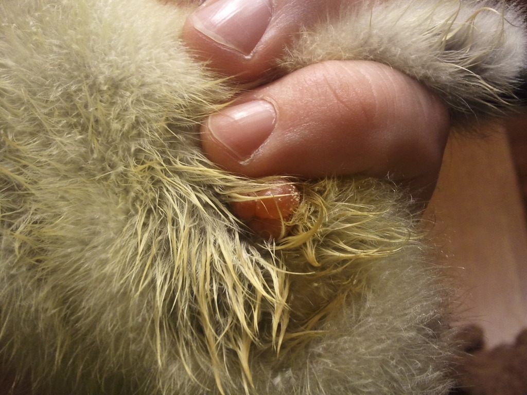 tumor when Gosling was a few days old..