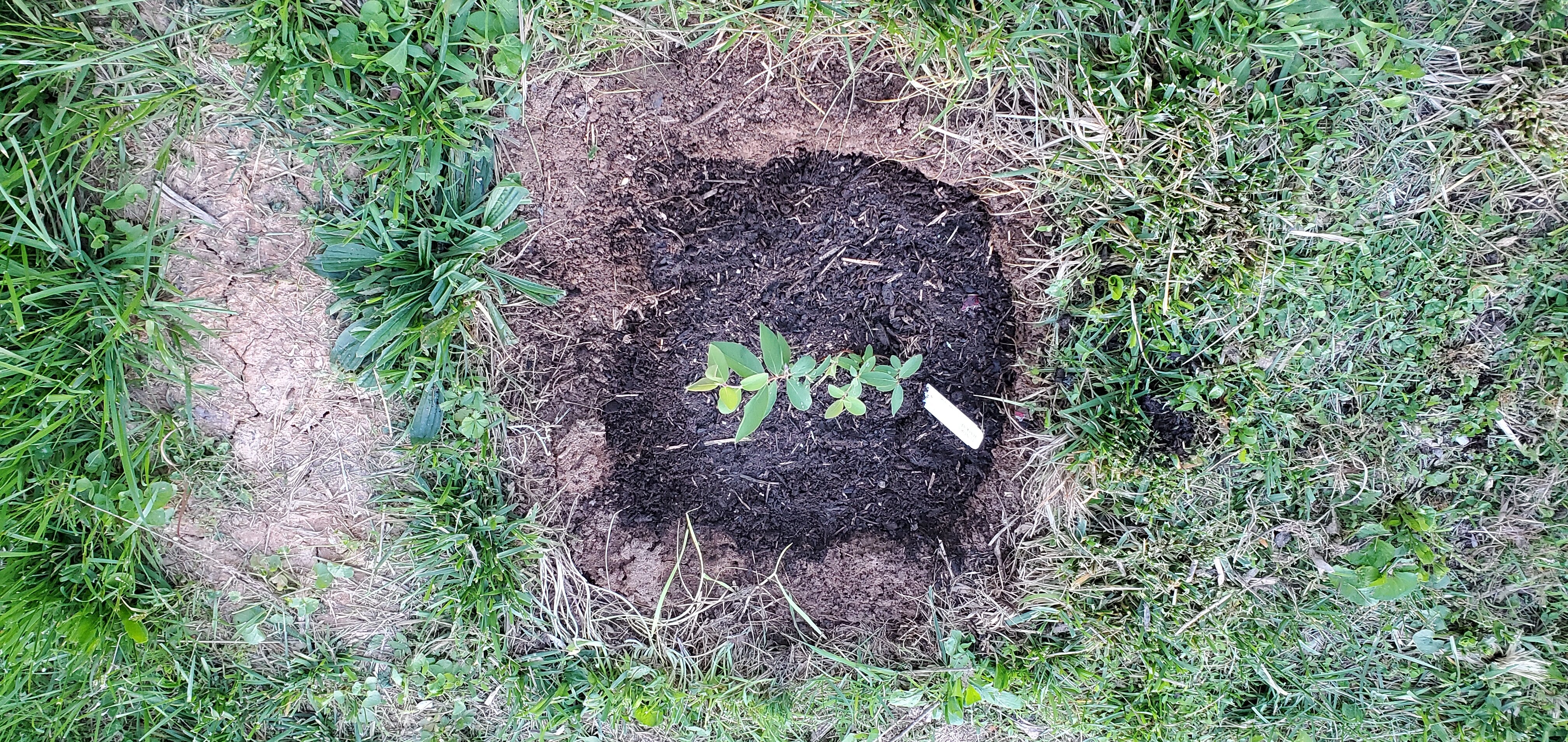 Tundra Haskap Shrub planted in the berry garden