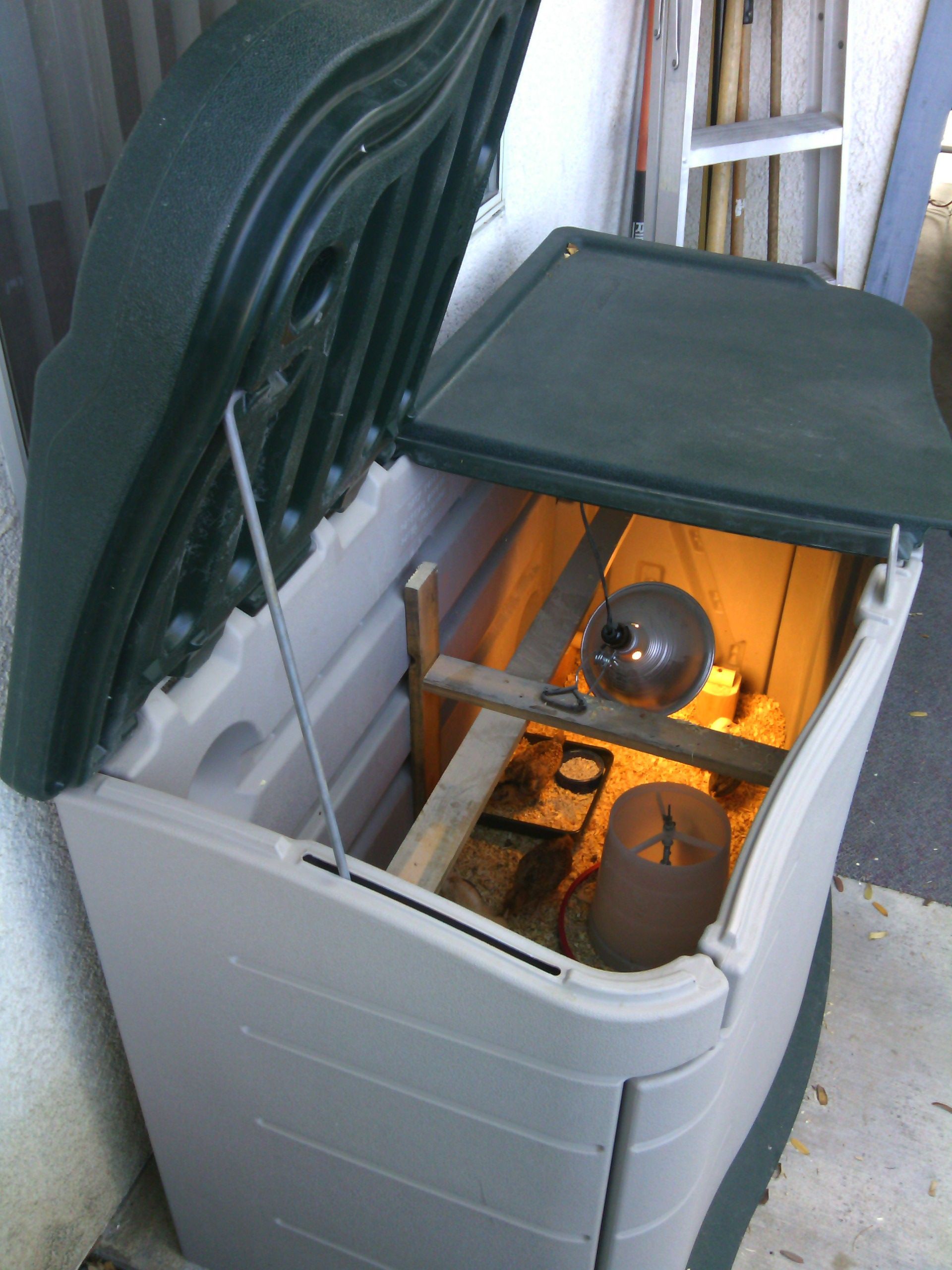 Tupperware tool box brooder