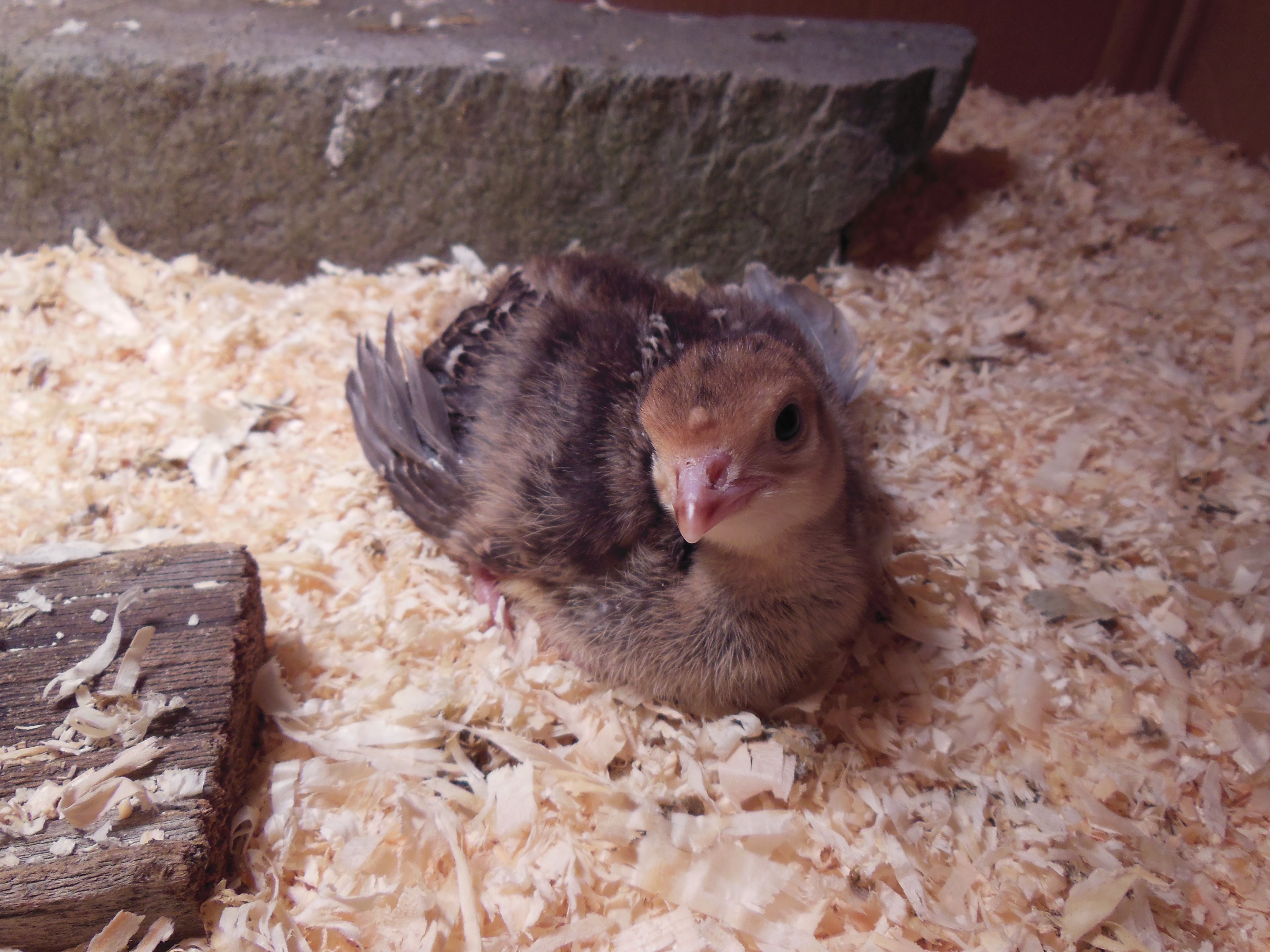 Turducken, 11 day old Bronze Turkey
