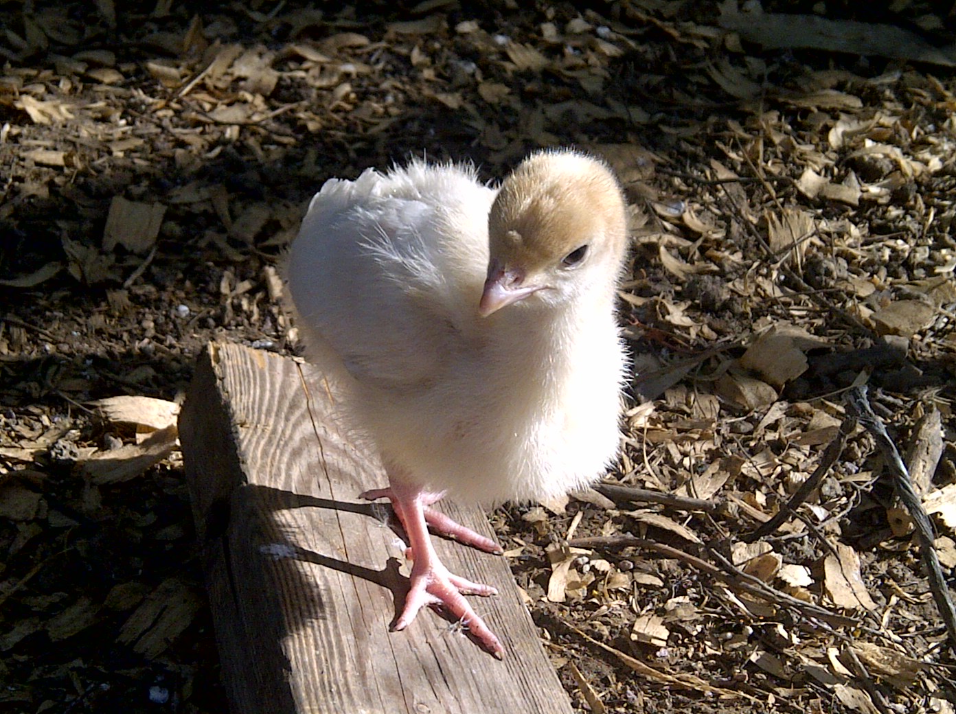 Turk.....all my turkeys are called turk.