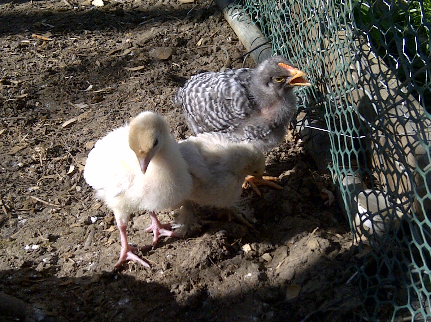 Turk, Sam and barred. Can't tell my barred rocks a part so they don't have a name yet.
