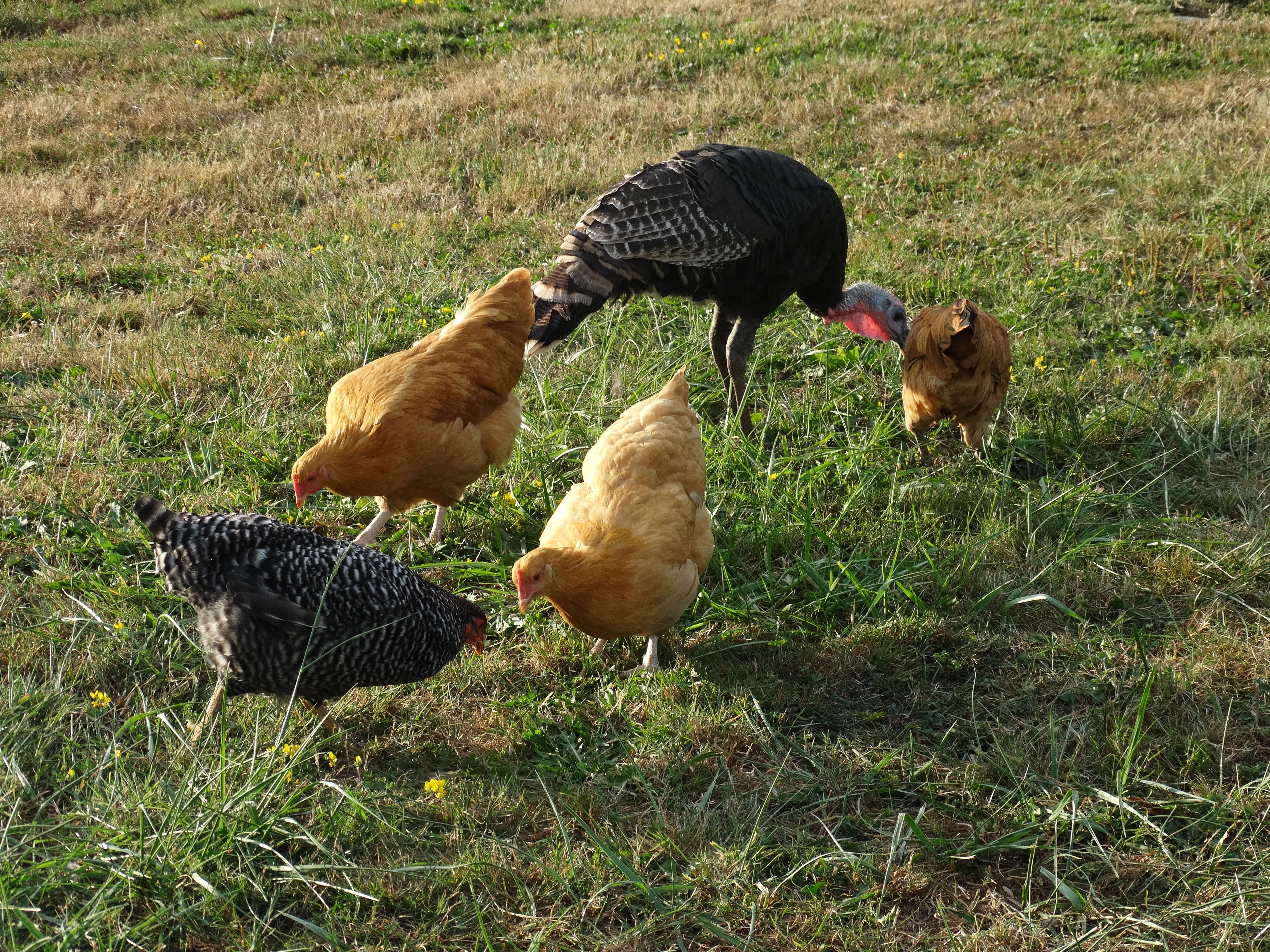 Turk & the ladies