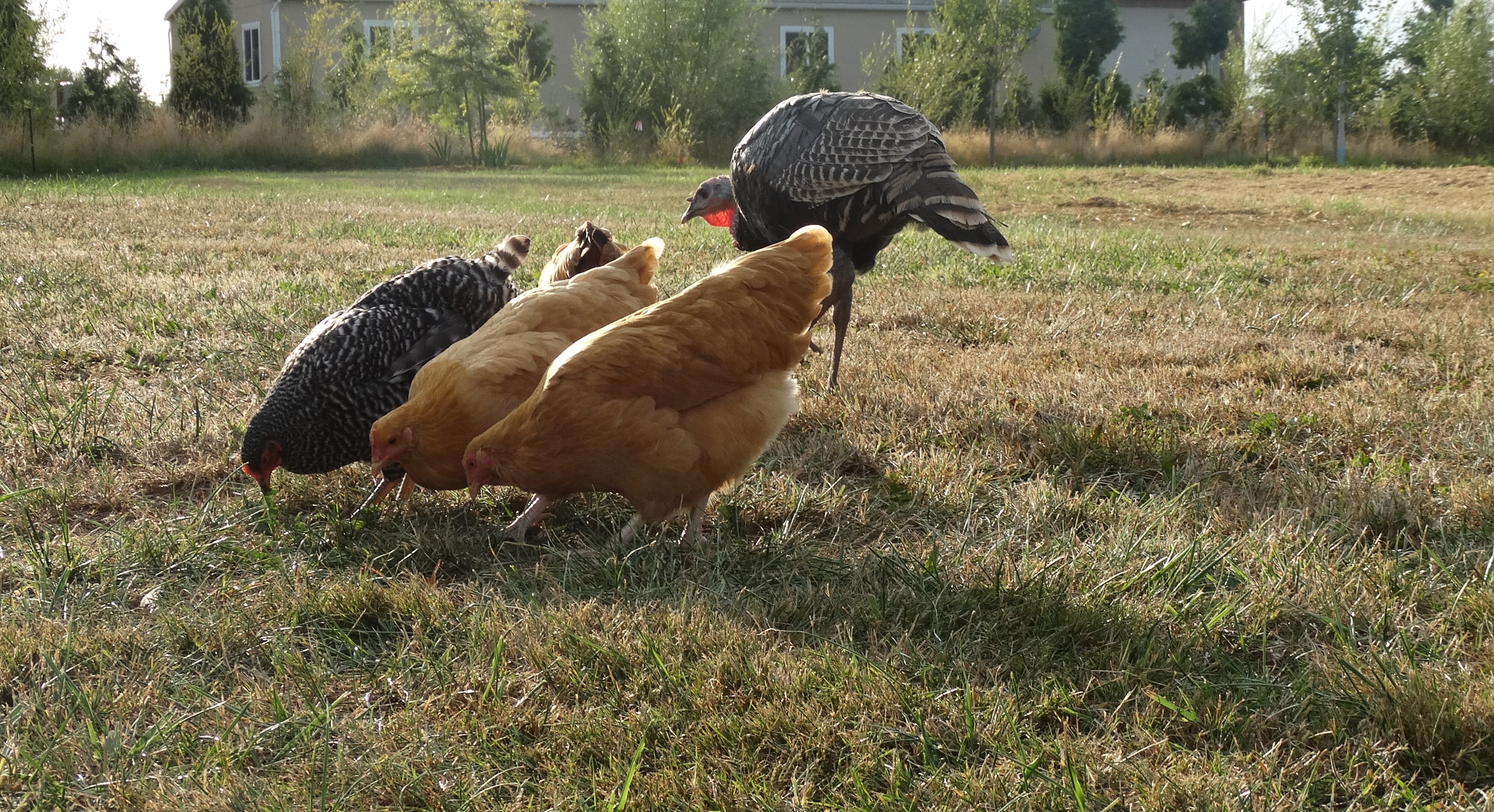 Turk & the ladies